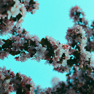 性爱视频口交100招
